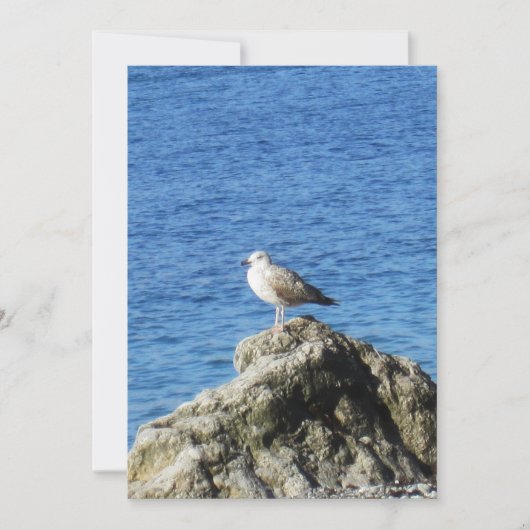 Möwe Feiertagskarte (Vorderseite)