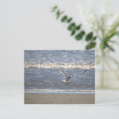 Möwe Flug Postkarte (Stehend Vorderseite)