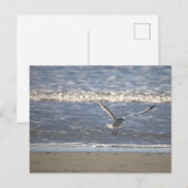 Möwe Flug Postkarte (Vorne/Hinten)