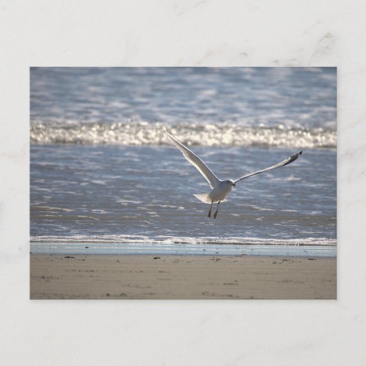 Möwe Flug Postkarte (Vorderseite)