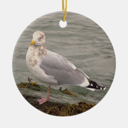 Möwe Foto Ornament (Vorne)