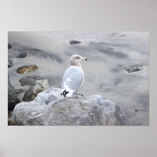 Möwe Foto Poster (Vorne)