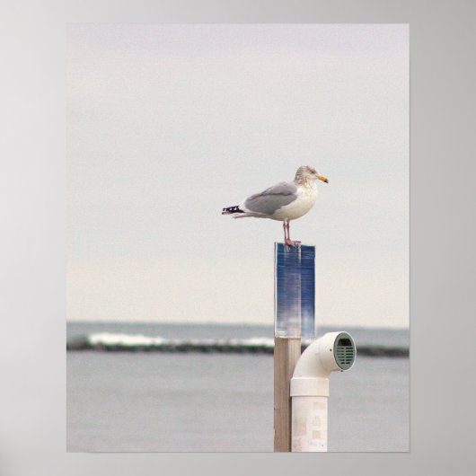 Möwe Foto Poster (Vorne)