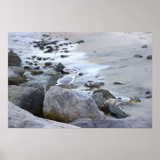 Möwe Foto Poster (Vorne)