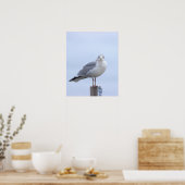Möwe Foto Poster  (Küche)