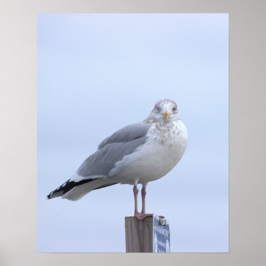 Möwe Foto Poster  (Vorne)