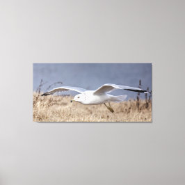 Möwe im Flug Leinwanddruck
