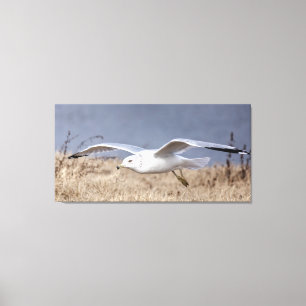 Möwe im Flug Leinwanddruck
