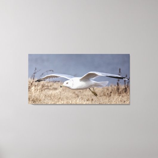 Möwe im Flug Leinwanddruck (Vorderseite)