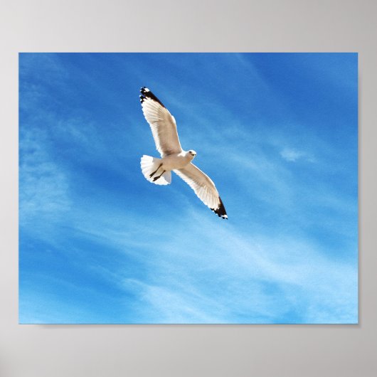 Möwe im Flug Poster (Vorne)