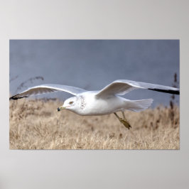 Möwe im Flug Poster
