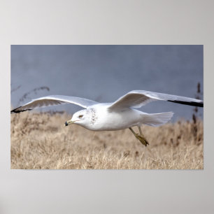 Möwe im Flug Poster