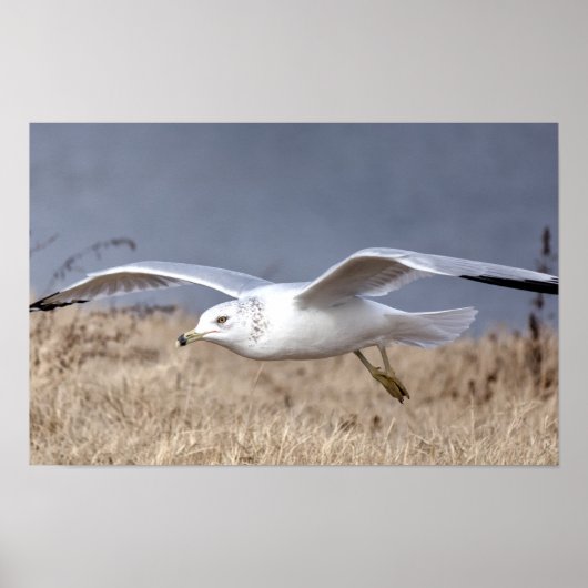 Möwe im Flug Poster (Vorne)