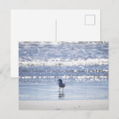Möwe im Ozean Postkarte (Vorne/Hinten)