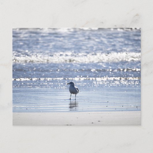 Möwe im Ozean Postkarte (Vorderseite)