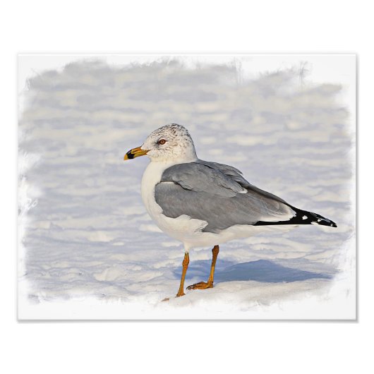 Möwe im Schnee Fotodruck (Vorne)