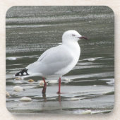 Möwe im Wasser Getränkeuntersetzer (Vorderseite)