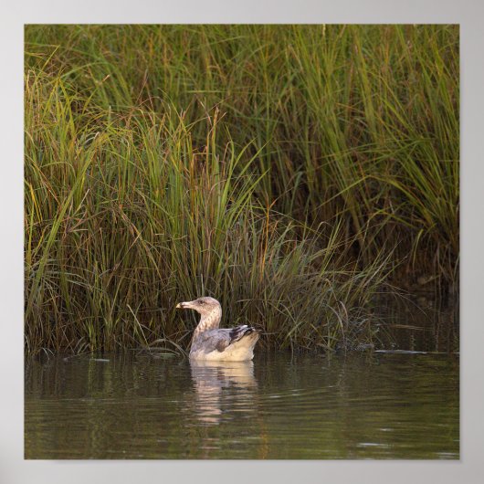 Möwe im Wasser Poster (Vorne)