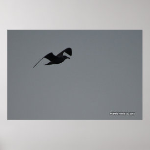 Möwe in der Silhouette Poster