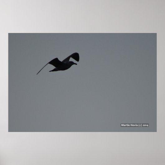 Möwe in der Silhouette Poster (Vorne)