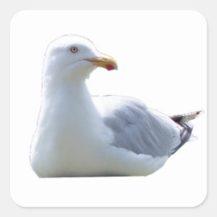 Möwe in ruhiger Pose – Ozean Vogel Wildlife Art Quadratischer Aufkleber