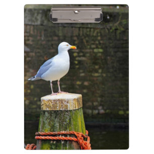 Möwe Klemmbrett
