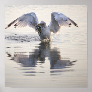 Möwe Krabbenfischerei Foto Poster