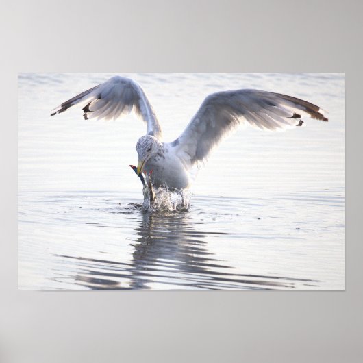 Möwe Krabbenfischerei Foto Poster (Vorne)