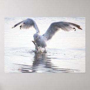 Möwe Krabbenfischerei Foto Poster