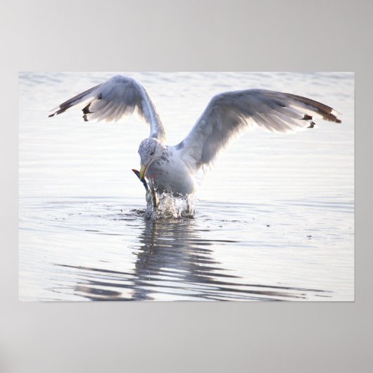 Möwe Krabbenfischerei Foto Poster (Vorne)