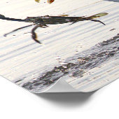 Möwe Krabbenfischerei Foto Poster (Ecke)