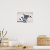 Möwe Krabbenfischerei Foto Poster (Küche)