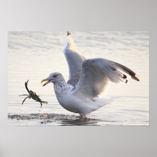 Möwe Krabbenfischerei Foto Poster (Vorne)