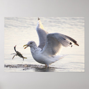 Möwe Krabbenfischerei Foto Poster
