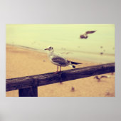 Möwe Ostsee Rügen Poster (Vorne)