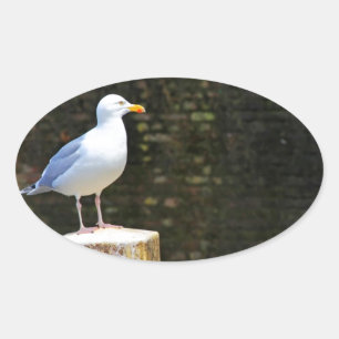 Möwe Ovaler Aufkleber