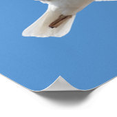 Möwe Poster (Ecke)