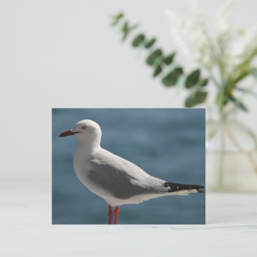 Möwe Postkarte (Stehend Vorderseite)