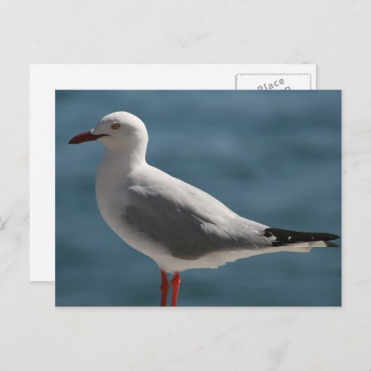 Möwe Postkarte (Vorne/Hinten)
