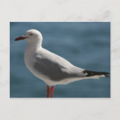 Möwe Postkarte (Vorderseite)