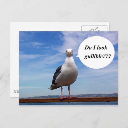 Möwe Postkarte (Vorne/Hinten)