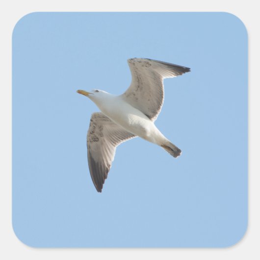 Möwe Quadratischer Aufkleber (Vorderseite)
