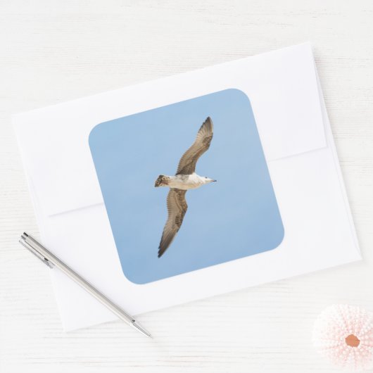 Möwe Quadratischer Aufkleber (Umschlag)