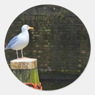 Möwe Runder Aufkleber