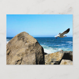 Möwe startet  postkarte