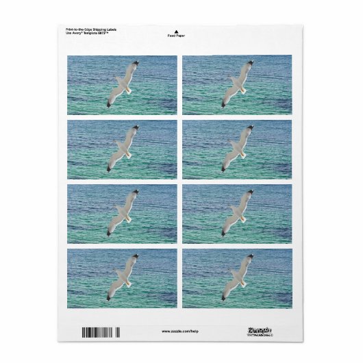 Möwe über dem Meer (Vorne)