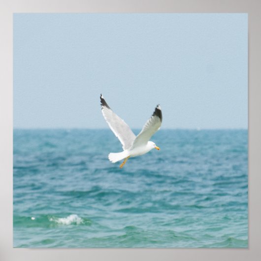Möwe über Meer Poster (Vorne)