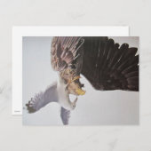 Möwe und Adler- Postkarte (Vorne/Hinten)