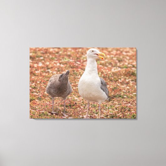 Möwe und Küken Leinwanddruck (Vorderseite)