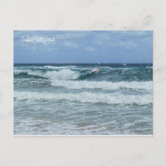Möwe und Meer Postkarte (Vorderseite)